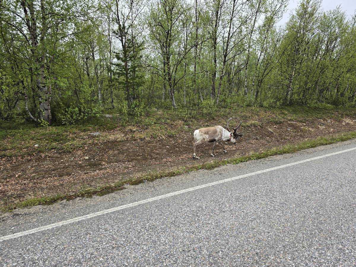 (cliquez pour agrandir) Sur la route du Nordkapp