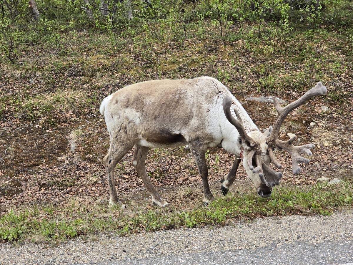 (cliquez pour agrandir) Sur la route du Nordkapp