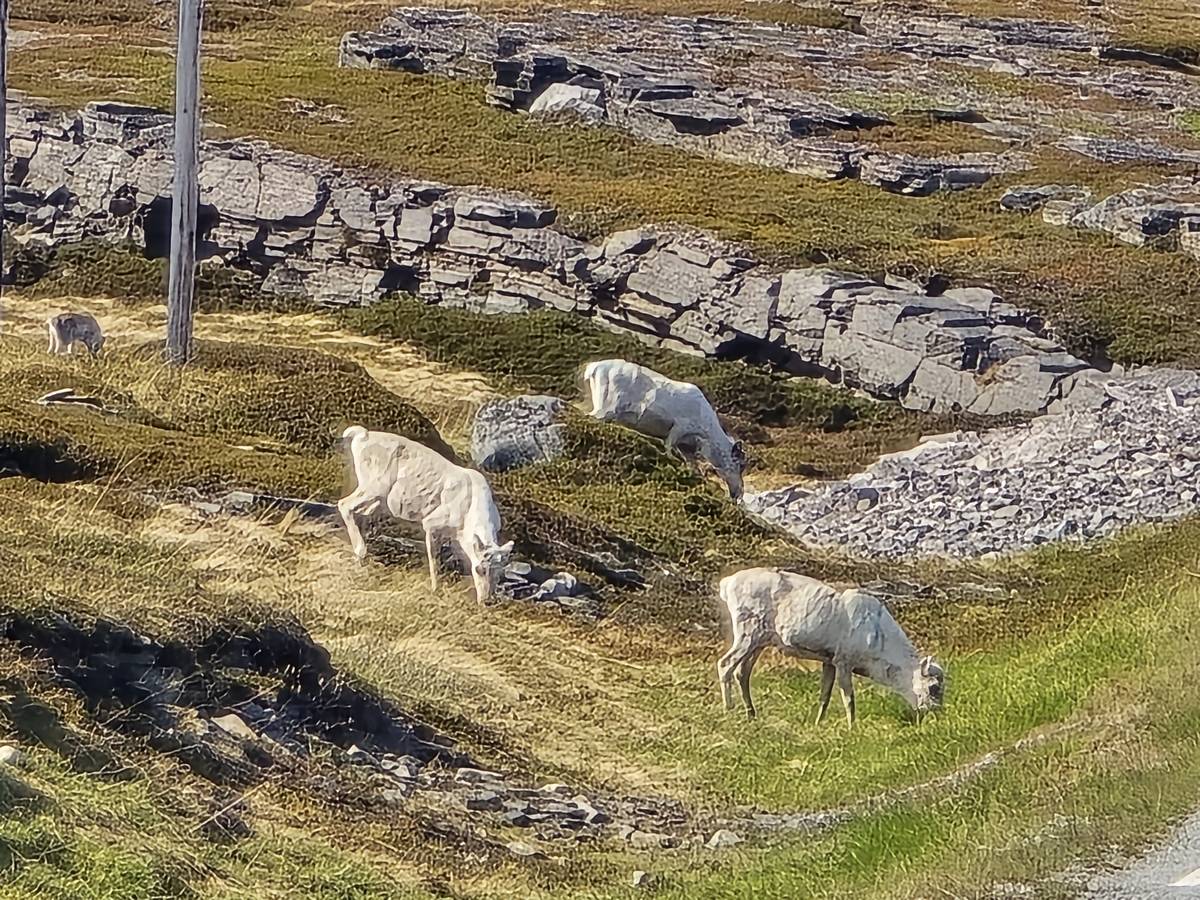 (cliquez pour agrandir) Sur la route du Nordkapp